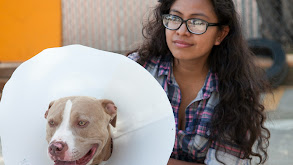 Pit Bull vs. Rattler thumbnail