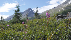 Off the Beaten Path: Dall Sheep 2 thumbnail