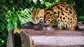 Formosan Clouded Leopard thumbnail