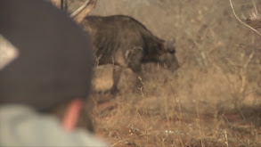 Cape Buffalo & Croc Oh My! thumbnail