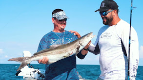 Cobia and Permit in the Gulf of Mexico thumbnail