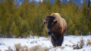 Grand Teton thumbnail