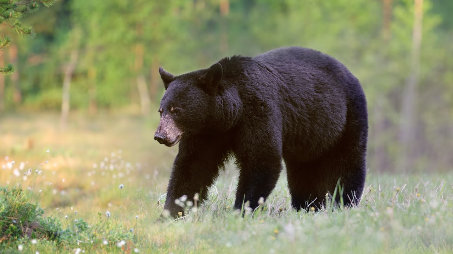 Watch Quick Shots: Spring Bear live