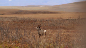 Prairie Muleys thumbnail