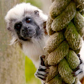 Primate Pals thumbnail