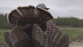 Texas Turkey thumbnail