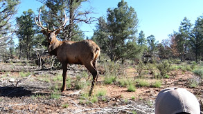 Heroes Rising Elk Hunt thumbnail