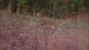 Georgia Deer thumbnail