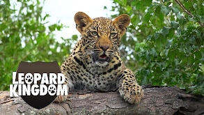 Leopard Kingdom thumbnail