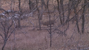 South Dakota Rifle thumbnail