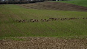 Sika Deer thumbnail