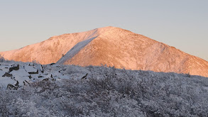 Late to the Party: Dall's Sheep thumbnail