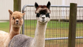 Alpaca-lypse thumbnail