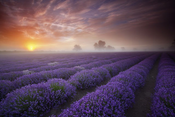 Плато Валенсоль (Plateau de Valensole), Прованс, Франция - в окрестностях Moustiers-Sainte-Marie (Мустье-Сен-Мари)