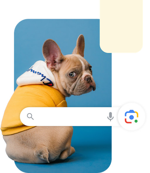 Immagine di un caso d'uso di Lens per gli acquisti con un cane che indossa una felpa e una casella di ricerca rapida sovrapposta con l'icona della fotocamera in evidenza.