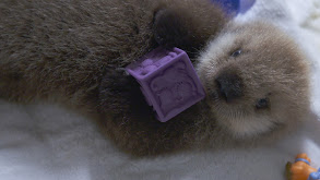 One Way or an Otter thumbnail