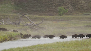 Bison and Chokecherries thumbnail