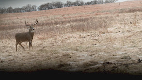 Nebraska Whitetail Decoy Success thumbnail