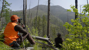 Quest for Montana Black Bear with Janis Putelis thumbnail