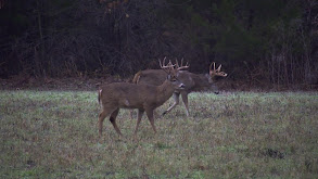 Grandfather Buck thumbnail