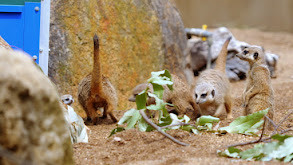 Black Rhino Birth thumbnail