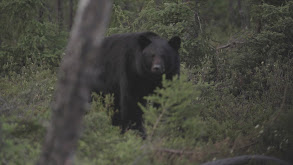 Fly-in Black Bears thumbnail