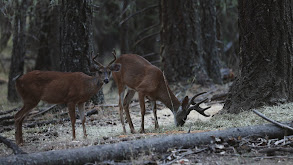 Oregon Blacktail thumbnail