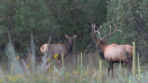 She Talks To Elk thumbnail