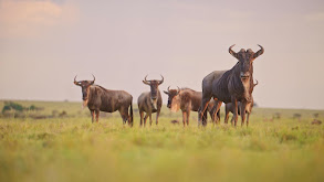 Wildebeest and the Bushbuck thumbnail