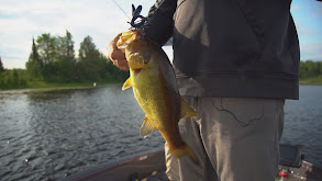 Tiny Lake TopwaterBass thumbnail