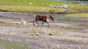 Bowhunter 300 thumbnail