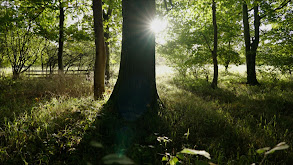 England's Fall Fallow Rut thumbnail