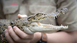 Backyard Croc Rescue thumbnail