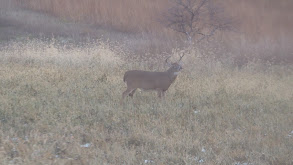 Chipper in Iowa pt 1 thumbnail