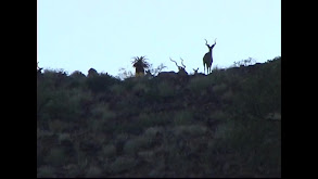 African Greater Kudu thumbnail