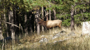 Elk Song thumbnail