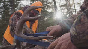 Big Northern Bucks thumbnail