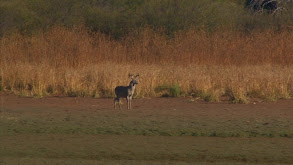 Giant Coues Deer/Giant Hogs thumbnail