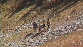 Hunting Backcountry Bucks with Llamas thumbnail