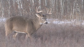 To Be a Bowhunter thumbnail