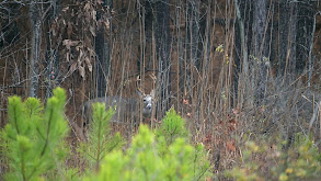 Kentucky Old School Hunting thumbnail