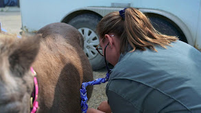 Wild Rose Vets thumbnail