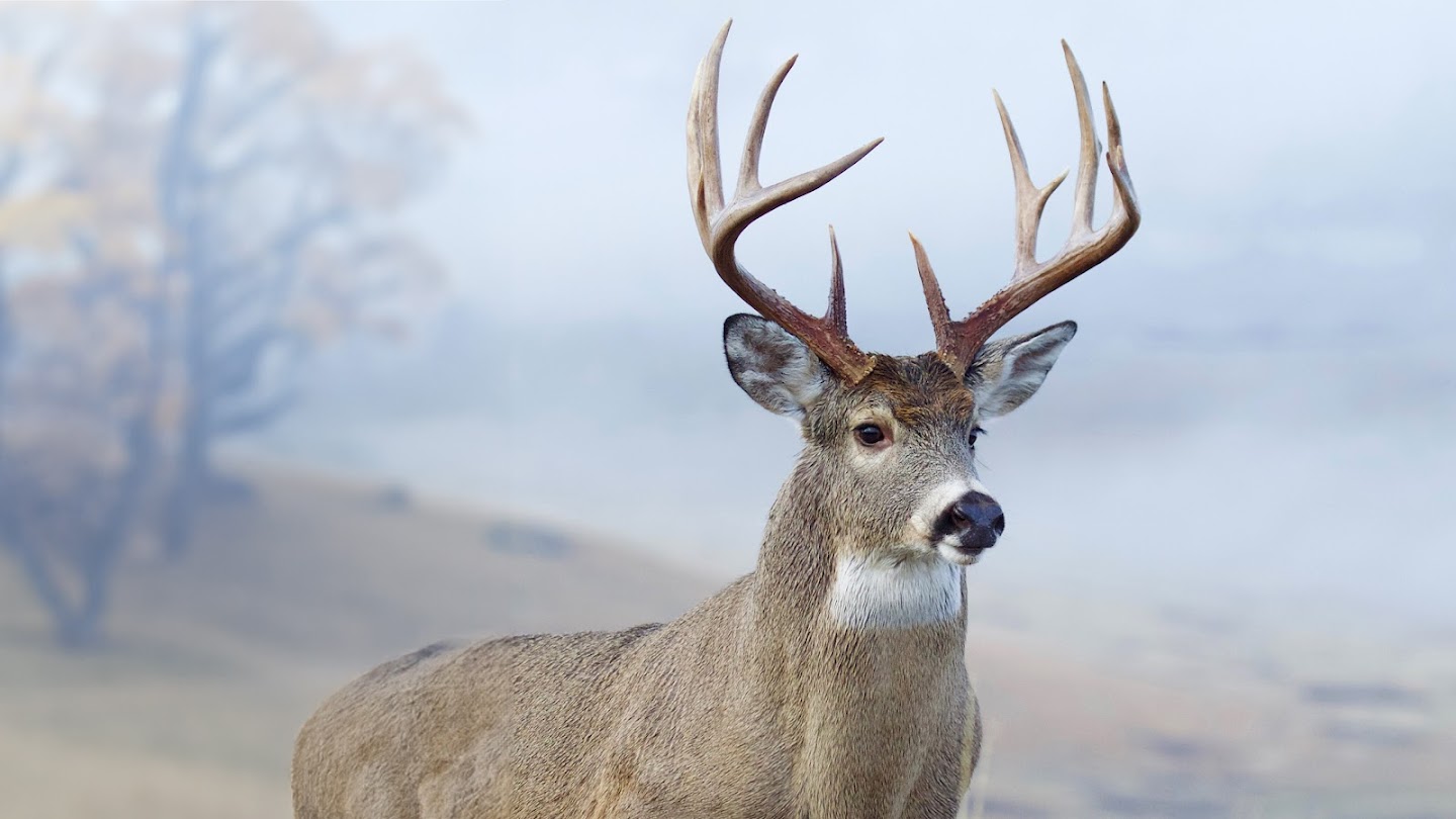 Watch Quick Shots: Kansas Whitetail live