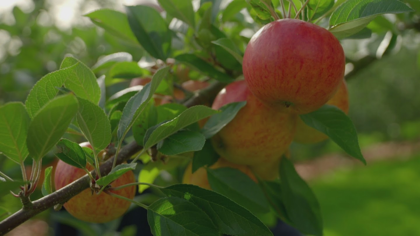 Inside the Factory: How our Favourite Foods are Made