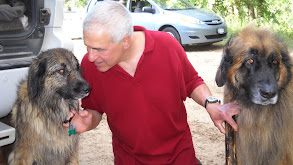 Briard, Canaan Dog, Dogo Argentino, Japanese Chin, Wonder Dog, Clumber Span thumbnail