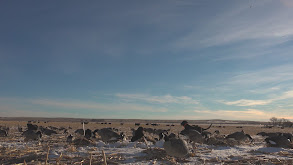 Wild Wyobraska thumbnail