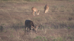 Payoff Time on Highveld for Mark and Ranch Manager Chris! thumbnail