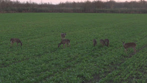 Louisiana Deer Hunting thumbnail