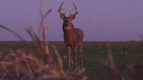 Open-Country Ambush thumbnail