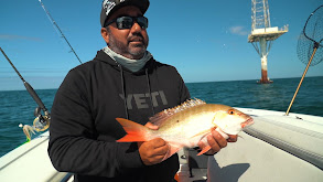 Gulf of Mexico Covia, African Pompano, Sutton Snapper, Goliath Grouper thumbnail